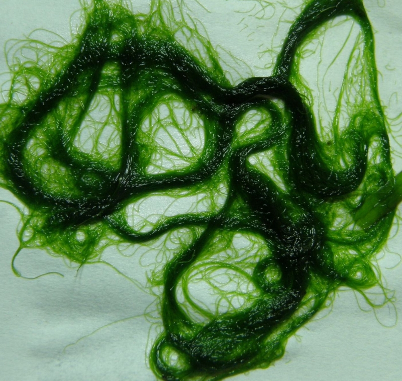 Rhizoclonium 2.jpg