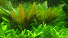 Rhizoclonium nitkowate - geneza i walka!