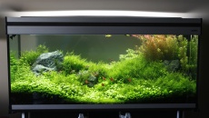 240L - Iwagumi - pawel81