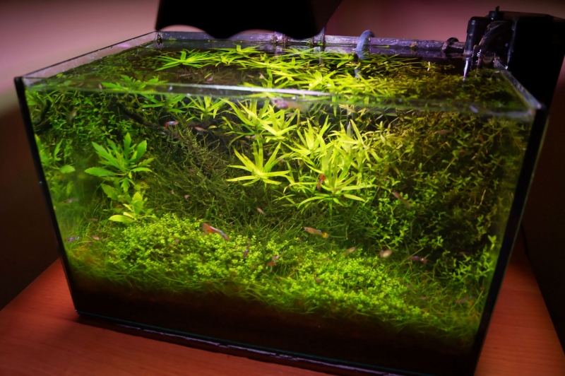 AquaM-05.jpg