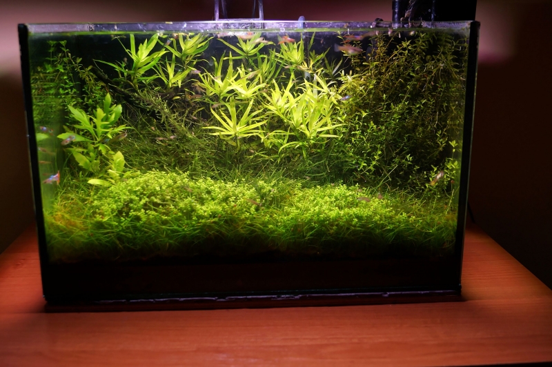 AquaM-01.jpg
