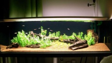 189l - Roots Aquarium - Artur Żywy