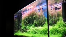 Rhizoclonium nitkowate - ogromny problem