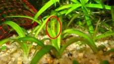 Sagittaria subulata - GNIJĄ LIŚCIE :((