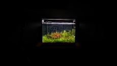 70l - B/N - Daniel Romanowski