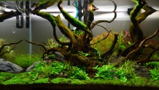 132l - Nature - Tomek K