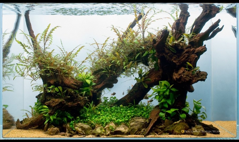 Akwarium-Naturalne-Projekt-w-firmie-Pracownia-Roslin_Wodnych-Radoslaw-Baszak-resized.jpg