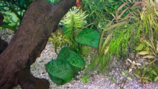 Akwarium Paletki 450 l