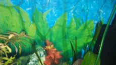 Akwarium Paletki 450 l