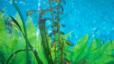 Akwarium Paletki 450 l