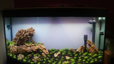 Glossostigma vs heniek