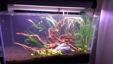 60l - 60x30x35 - Małe Iwagumi