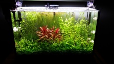 70l - B/N - Daniel Romanowski