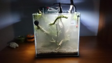 42l - To bee or not to be...
