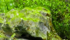 Krótkie nitki, sinice, pył