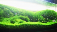 300l - Green hill - Rafał Kluska