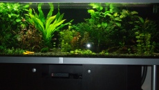 720l - Jungle Boracz