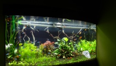 180l - Pierwsze roślinne - Kuba