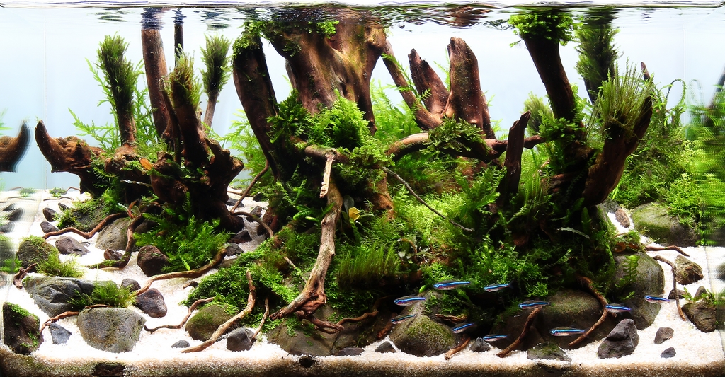 28L - Smell of the forest.JPG