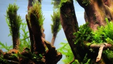 28L "Smell of th forest" - 5 GAPLC 2014