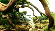 50L "The only way" - 1 Scaper's Tank Contest 2014
