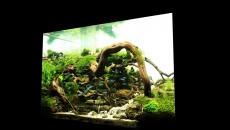 50L "The only way" - 1 Scaper's Tank Contest 2014