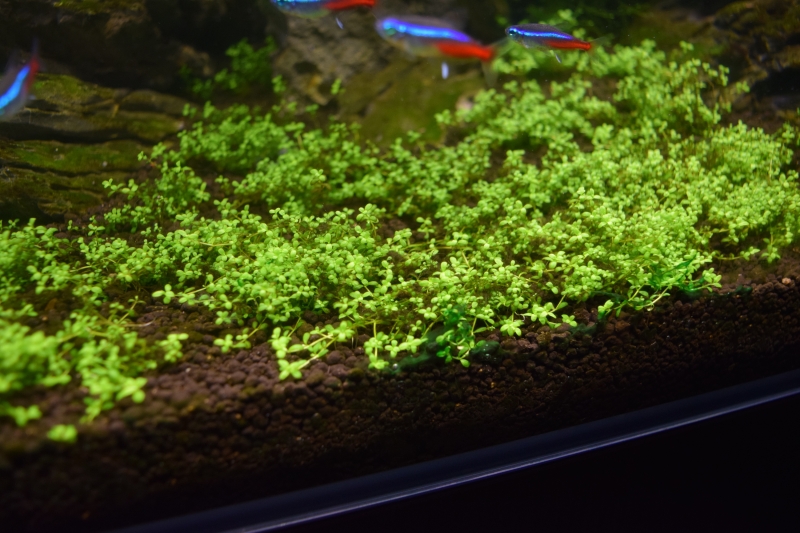 DSC_1045.JPG