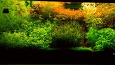 160l -  Pseudo Iwagumi