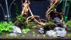64l - Pagu