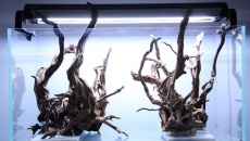 180l - The Forgotten forest