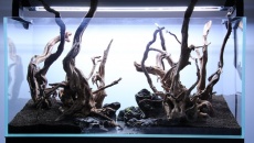 180l - The Forgotten forest