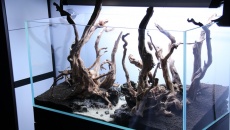 180l - The Forgotten forest