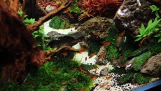 180l - The Forgotten forest