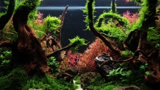 180l - The Forgotten forest