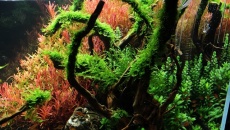 180l - The Forgotten forest