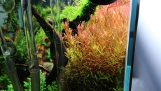 180l - The Forgotten forest