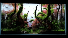 180l - The Forgotten forest