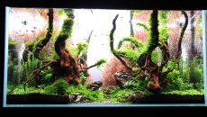 180l - The Forgotten forest