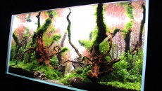 180l - The Forgotten forest