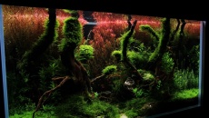 180l - The Forgotten forest