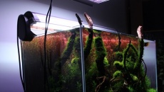 180l - The Forgotten forest