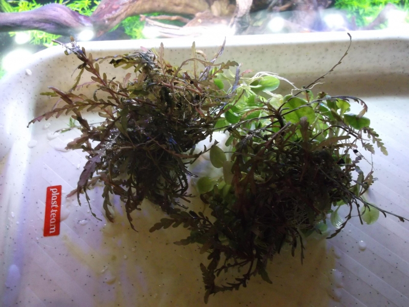 DSCF1435.jpg
