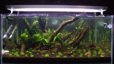 162l - Back to the roots - Kuba