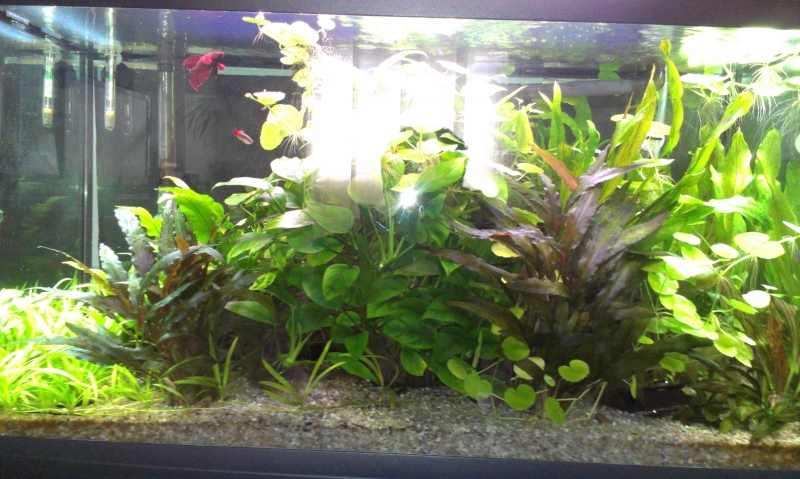 IMAG0116.jpg