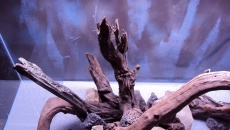 162l - Back to the roots - Kuba