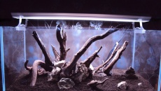 162l - Back to the roots - Kuba