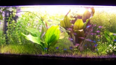 CO2 przez 24H