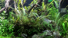 64l - Pagu
