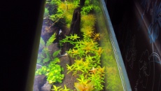 162l - Back to the roots - Kuba