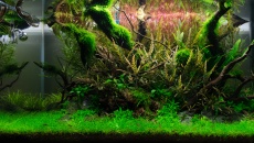 132l - Nature - Tomek K
